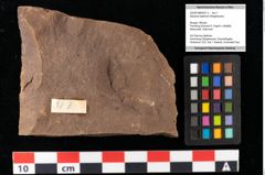 Foto (Objekt + Etikett) von Sphaeria daphnes Ettingshausen (NHMW-GEO-2024-0188-0031b)